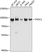Anti-Nuclear Matrix Protein p84 antibody used in Western Blot (WB). GTX32757