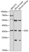 Anti-Osteoglycin antibody used in Western Blot (WB). GTX32769
