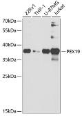 Anti-PEX19 antibody used in Western Blot (WB). GTX32780