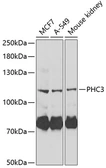 Anti-PHC3 antibody used in Western Blot (WB). GTX32785