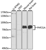 Anti-PHF21A antibody used in Western Blot (WB). GTX32788