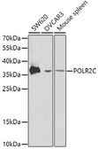 Anti-POLR2C antibody used in Western Blot (WB). GTX32796