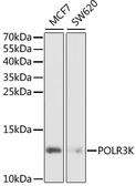 Anti-POLR3K antibody used in Western Blot (WB). GTX32798