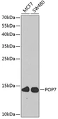 Anti-POP7 antibody used in Western Blot (WB). GTX32800