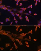 Anti-PKA I alpha reg antibody used in Immunocytochemistry/ Immunofluorescence (ICC/IF). GTX32809