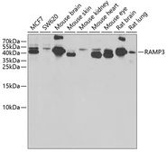Anti-RAMP3 antibody used in Western Blot (WB). GTX32833