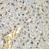 Anti-RPL5 antibody used in IHC (Paraffin sections) (IHC-P). GTX32848