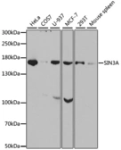 Anti-SIN3A antibody used in Western Blot (WB). GTX32874