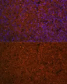 Anti-SLAMF7 antibody used in IHC (Paraffin sections) (IHC-P). GTX32876