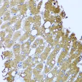 Anti-Striatin antibody used in IHC (Paraffin sections) (IHC-P). GTX32902