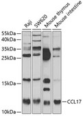 Anti-TARC antibody used in Western Blot (WB). GTX32911