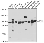 Anti-TCF12 antibody used in Western Blot (WB). GTX32914