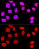 Anti-TEAD3 antibody used in Immunocytochemistry/ Immunofluorescence (ICC/IF). GTX32917