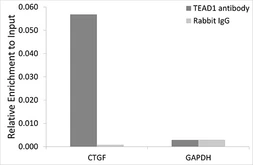 Anti-TEF1 antibody used in ChIP assay (ChIP assay). GTX32918