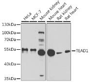 Anti-TEF1 antibody used in Western Blot (WB). GTX32918