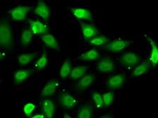 Anti-TEF1 antibody used in Immunocytochemistry/ Immunofluorescence (ICC/IF). GTX32918