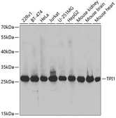 Anti-Triosephosphate isomerase antibody used in Western Blot (WB). GTX32936