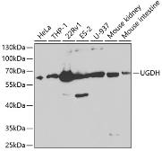 Anti-UGDH antibody used in Western Blot (WB). GTX32948