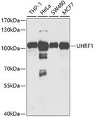 Anti-UHRF1 antibody used in Western Blot (WB). GTX32951