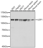 Anti-USP1 antibody used in Western Blot (WB). GTX32956