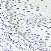 Anti-VCP antibody used in IHC (Paraffin sections) (IHC-P). GTX32960