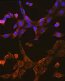 Anti-VISA antibody used in Immunocytochemistry/ Immunofluorescence (ICC/IF). GTX32966