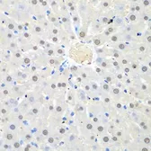 Anti-WDR48 antibody used in IHC (Paraffin sections) (IHC-P). GTX32970