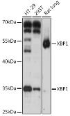 Anti-XBP1 antibody used in Western Blot (WB). GTX32974