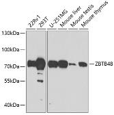 Anti-ZBTB48 antibody used in Western Blot (WB). GTX32978