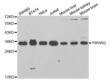 Anti-14-3-3 theta antibody used in Western Blot (WB). GTX32983