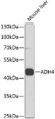 Anti-ADH4 antibody used in Western Blot (WB). GTX32994