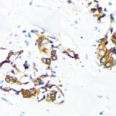 Anti-Anterior Gradient 2 antibody used in IHC (Paraffin sections) (IHC-P). GTX32995