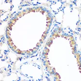 Anti-Anterior Gradient 2 antibody used in IHC (Paraffin sections) (IHC-P). GTX32995