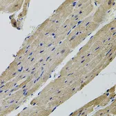 Anti-ALDH9A1 antibody used in IHC (Paraffin sections) (IHC-P). GTX33000