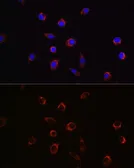 Anti-APLP2 antibody used in Immunocytochemistry/ Immunofluorescence (ICC/IF). GTX33014