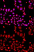 Anti-ARHGEF9 antibody used in Immunocytochemistry/ Immunofluorescence (ICC/IF). GTX33018
