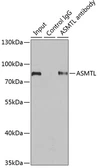 Anti-ASMTL antibody used in Immunoprecipitation (IP). GTX33021