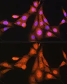Anti-ASNA1 antibody used in Immunocytochemistry/ Immunofluorescence (ICC/IF). GTX33022