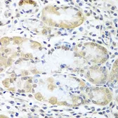 Anti-ASNA1 antibody used in IHC (Paraffin sections) (IHC-P). GTX33022