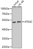 Anti-ATG4C antibody used in Western Blot (WB). GTX33024