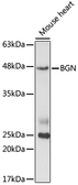 Anti-Biglycan antibody used in Western Blot (WB). GTX33038