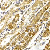 Anti-BMP15 antibody used in IHC (Paraffin sections) (IHC-P). GTX33039