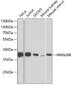 Anti-BRAF35 antibody used in Western Blot (WB). GTX33042