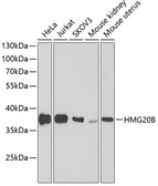 Anti-BRAF35 antibody used in Western Blot (WB). GTX33042