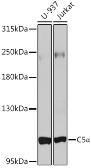 Anti-C5 / C5b antibody used in Western Blot (WB). GTX33052