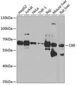 Anti-C8B antibody used in Western Blot (WB). GTX33053