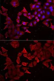 Anti-Caspase 14 antibody used in Immunocytochemistry/ Immunofluorescence (ICC/IF). GTX33063