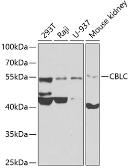 Anti-CBLC antibody used in Western Blot (WB). GTX33067