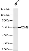 Anti-CCM2 antibody used in Western Blot (WB). GTX33071