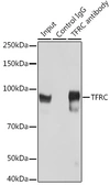 Anti-CD71 antibody used in Immunoprecipitation (IP). GTX33080
